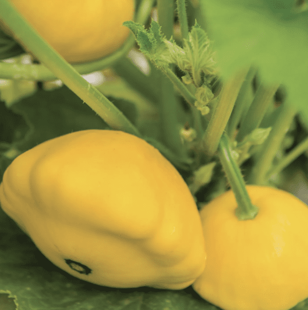 Squash - Summer - PattyPan - Sunburst (3.25" pot)
